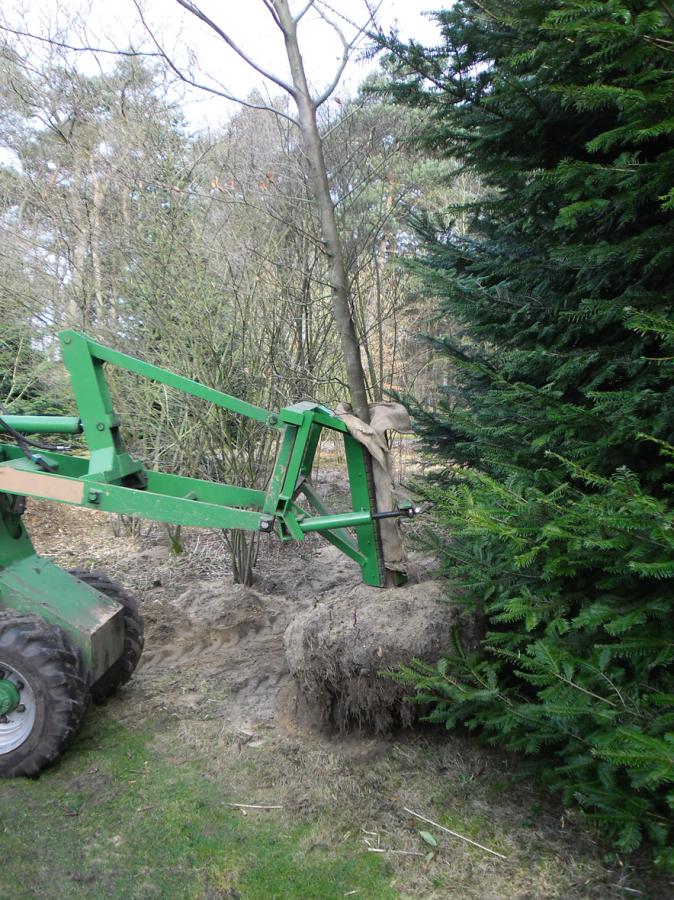 07 Verplanten Beuken in Vierhouten 7